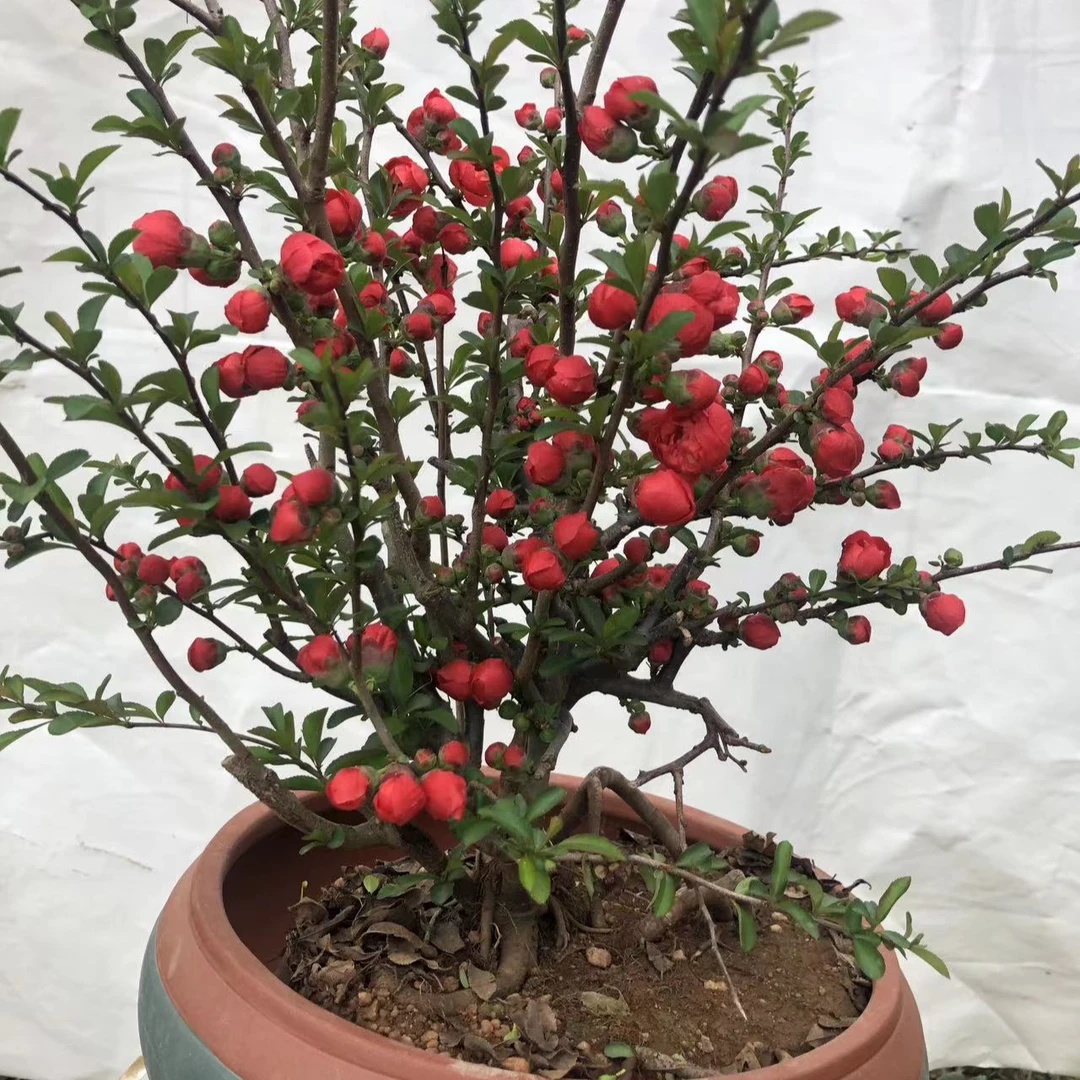 实物日本长寿冠海棠盆栽室内耐寒绿植四季开花精品原生老桩