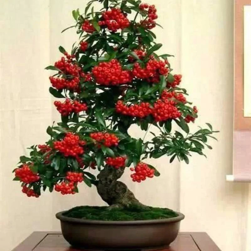 火棘 盆景观花观果盆景盆栽室内观赏果树盆景盆栽