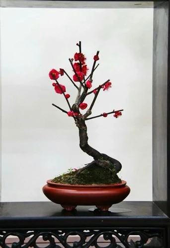 精品梅花老桩，一物一拍。基地直发