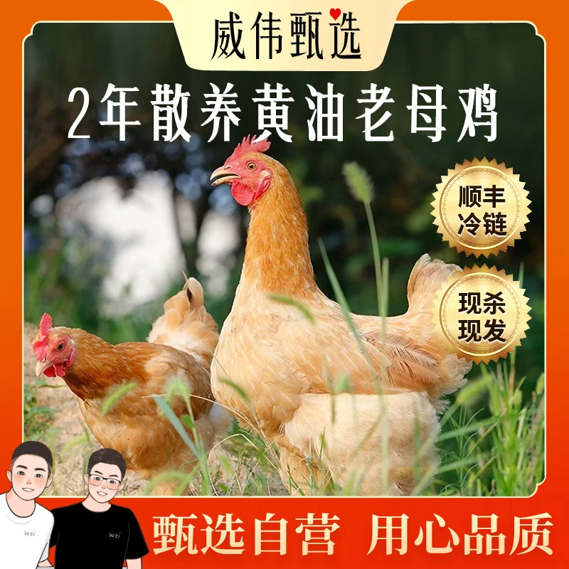 甄选自营|威伟甄选正宗2年散养黄油老母鸡2只 1250g±100g/每只