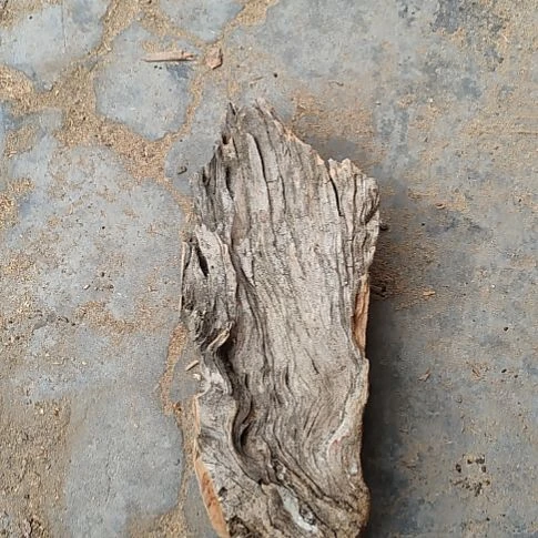 柏木G*X崖柏生长崖柏生长崖柏