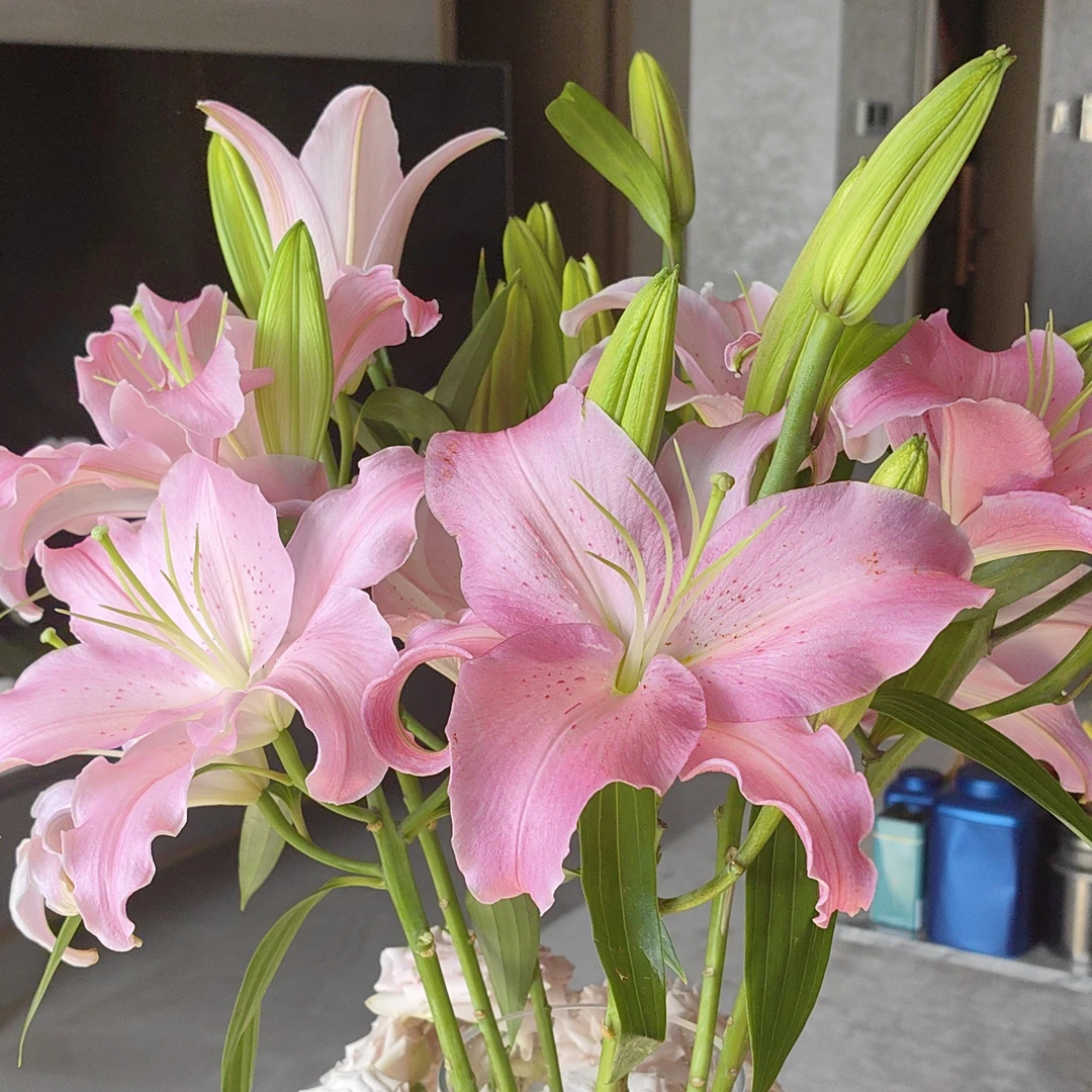 （全场任意2单顺丰包邮）莲花香水百合链接观赏