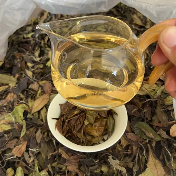 贵州黔南地区山脉一芽多叶古树散白