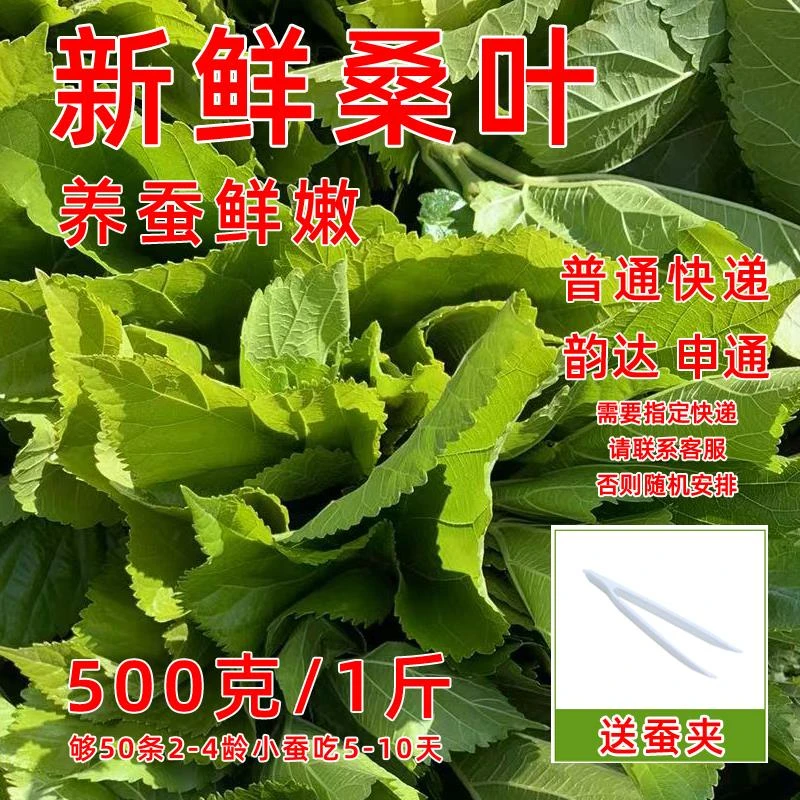 桑叶喂蚕现摘桑叶喂蚕嫩桑叶500克1包新鲜大小叶农家桑树叶芽蚕宝