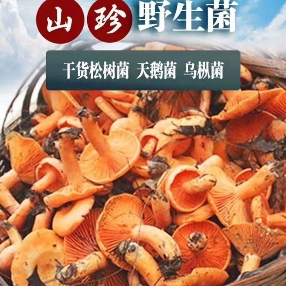 野生干松树菌寒菌松菇松乳菇乌枞菌野生菌干货天鹅菌红菇干香菇