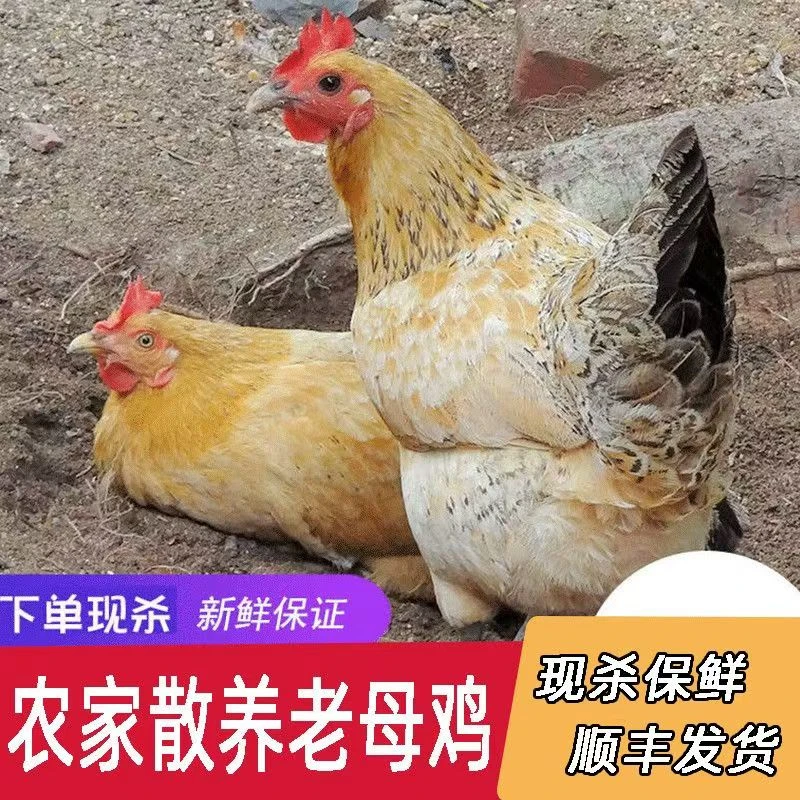 正宗皖西南散养黄油现杀老母鸡煲汤农村土鸡