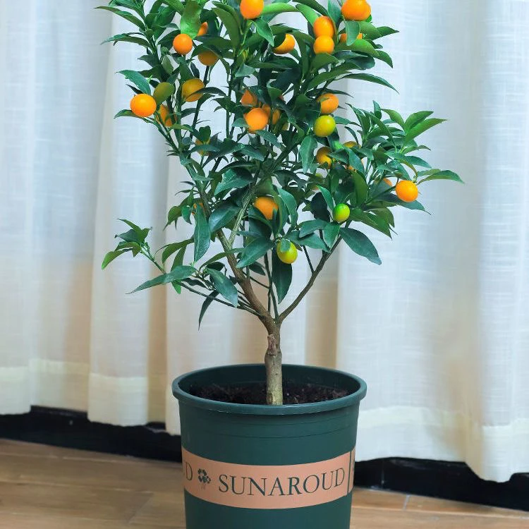 【带果发货】金桔盆栽嫁接树苗四季结果地栽阳台庭院南方北方种植