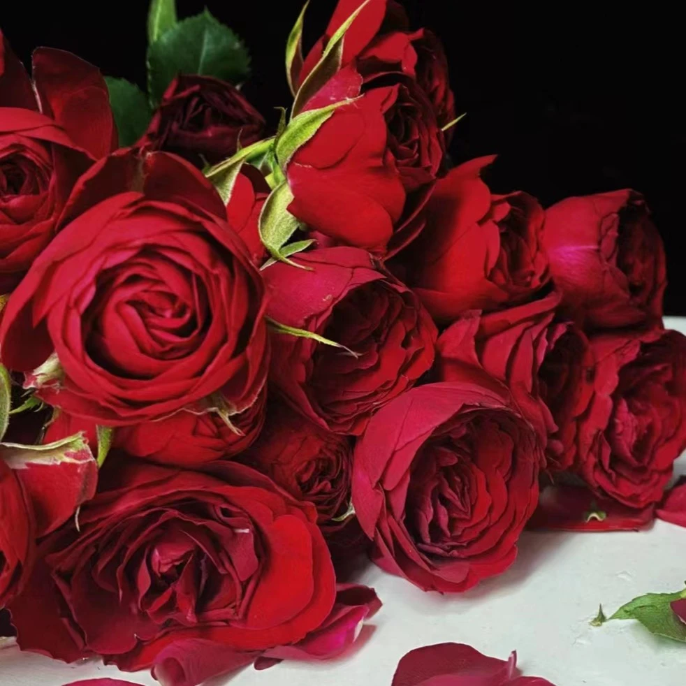 黑哥的植物红蕾丝灌木月季多季节重复开花耐热耐晒地栽盆栽