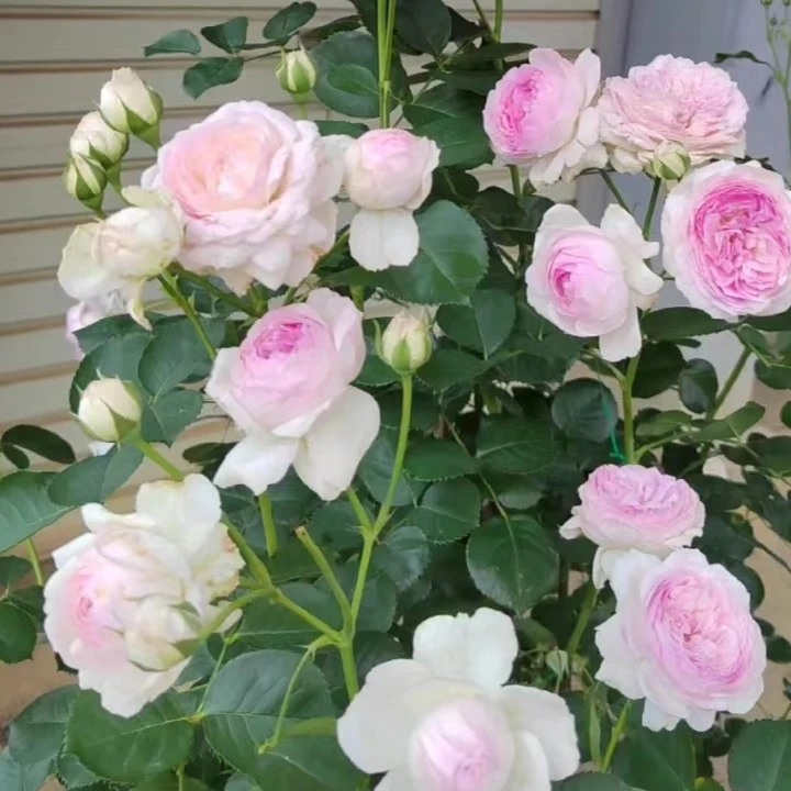 黑哥的植物维萨里灌木长势快浓香月季多季节重复开花