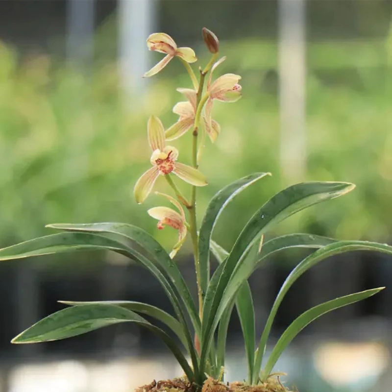 建兰禅月达摩 兰花苗四季浓香花卉室内阳台办公室绿植盆栽