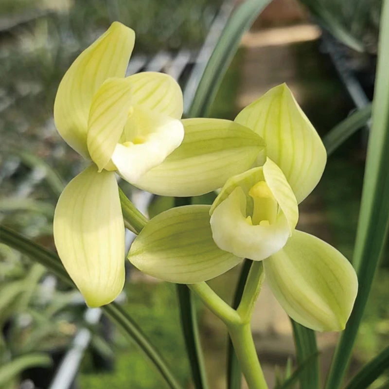春剑素荷 鹅黄素春冬开花浓香花卉兰花 办公室阳台客厅绿植盆栽