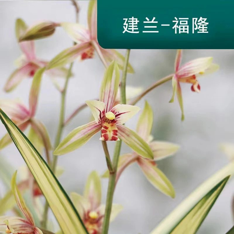 建兰福隆 带艺浓香型花卉兰花夏秋季开花室内阳台绿植盆栽