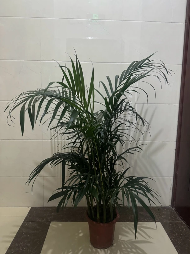 富贵椰子绿植花卉全疆包邮养护摆放美观
