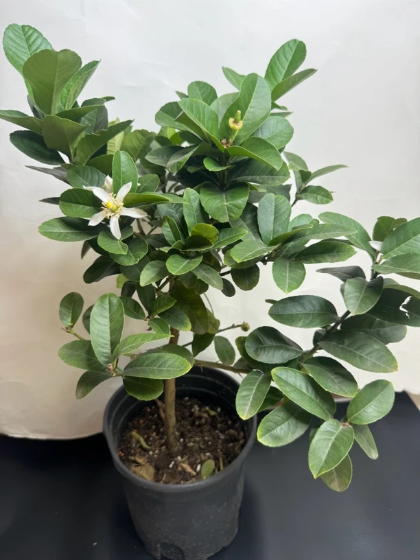 大号香水柠檬绿植花卉夏季营养发货产品夏季营养发货产品