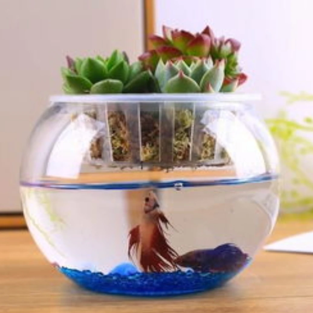 水培盆分离新疆包邮