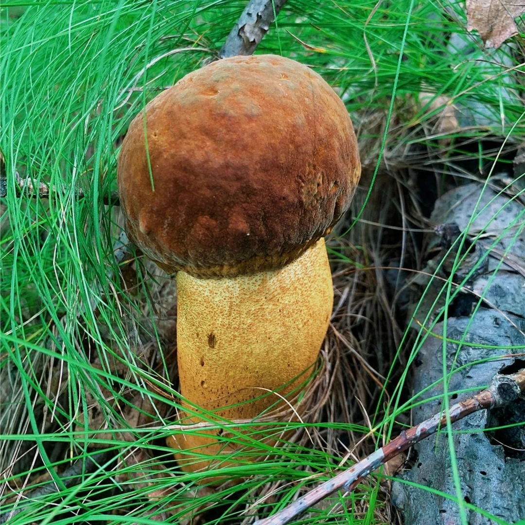 云南新鲜野生菌黄牛肝黄赖头精选500g纯天然现采现发 包邮 黄香根