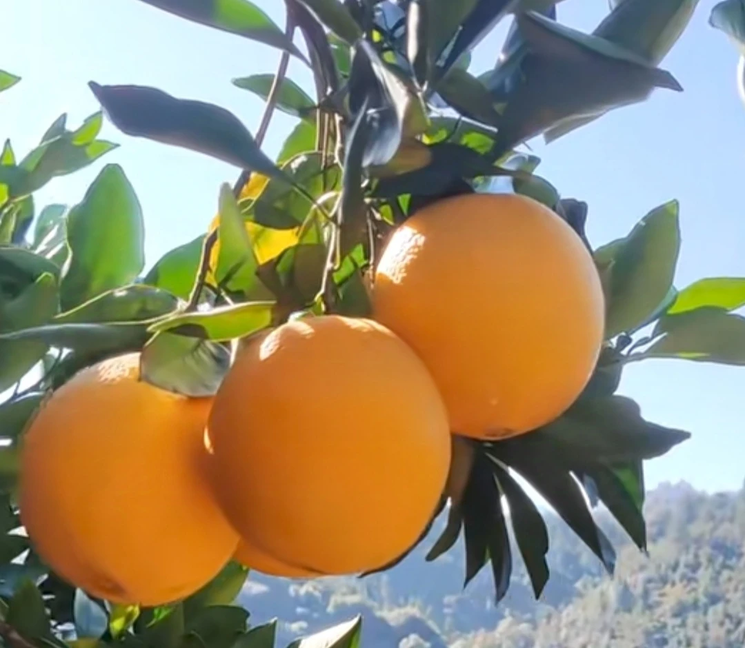 正宗赣南脐橙带箱10/20斤新鲜水果橙子现采现发香甜皮薄