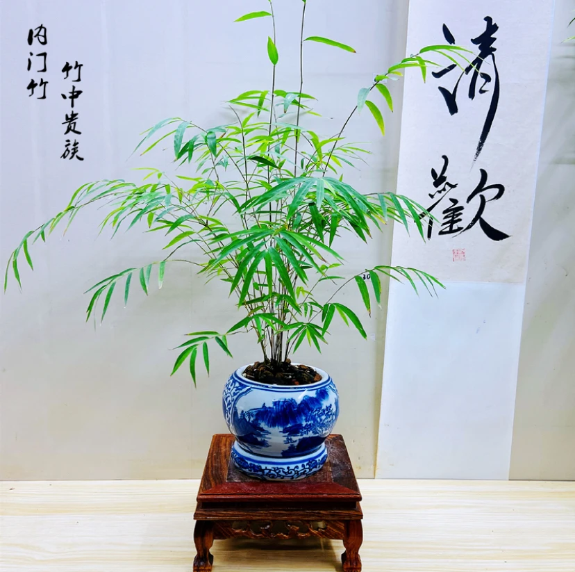内门竹盆栽竹中精品盆景养护可爱室内盆栽