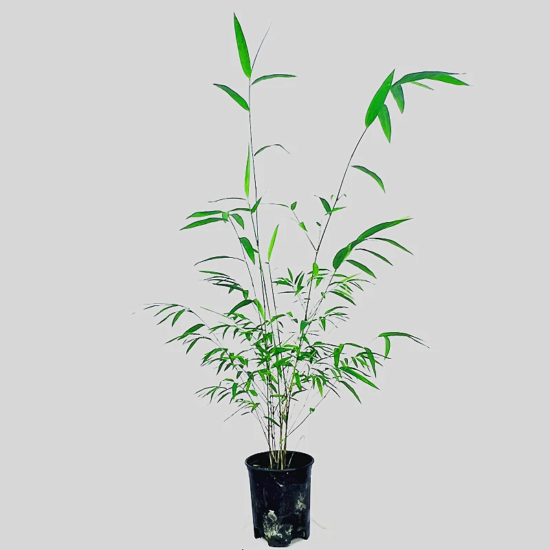 内门竹精品苗情基地盆素材盆70厘米左右3杆以上禅意空灵 名贵竹子