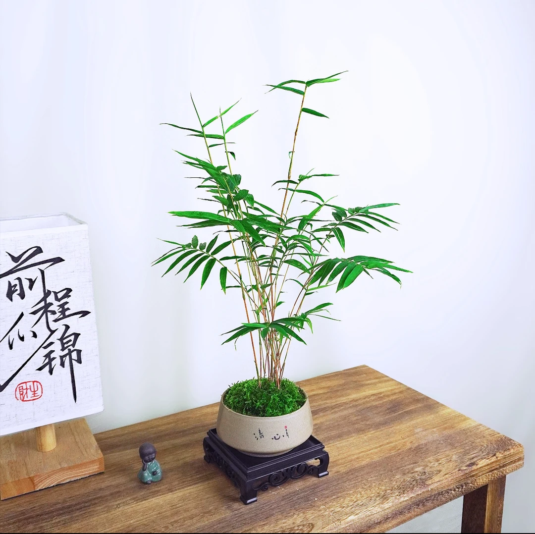 红观音竹一物一拍国风绿植鸿运竹中式绿植中大型绿植摆件绿意盎然