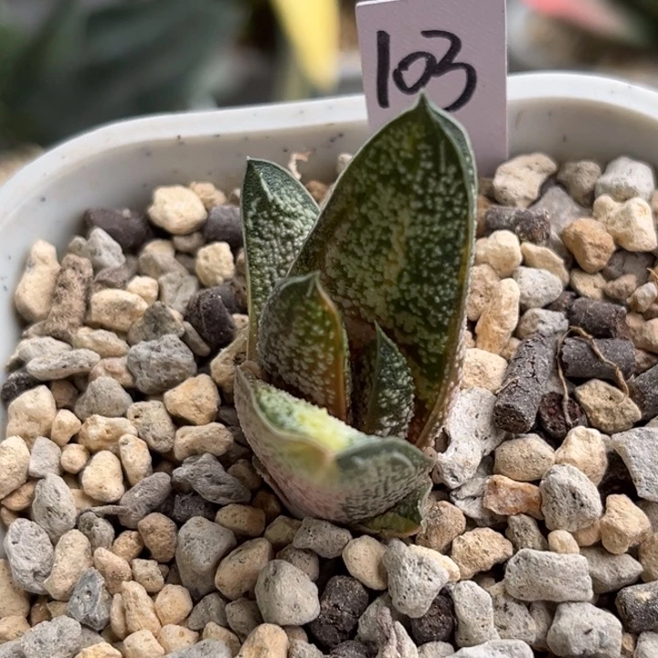 103脱土发货1111111111