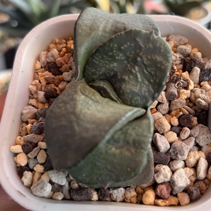 374脱土发货111111111