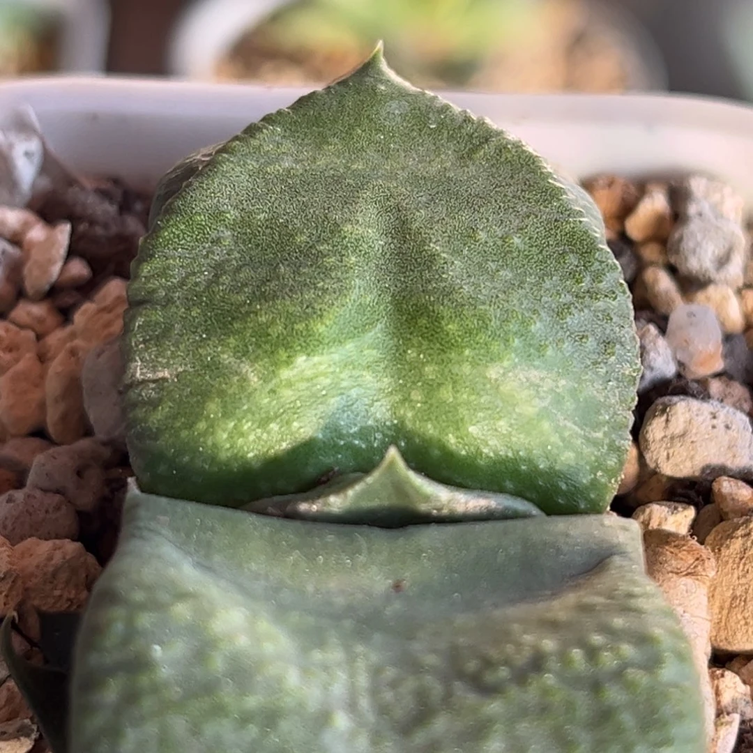 301脱土发货1111111111