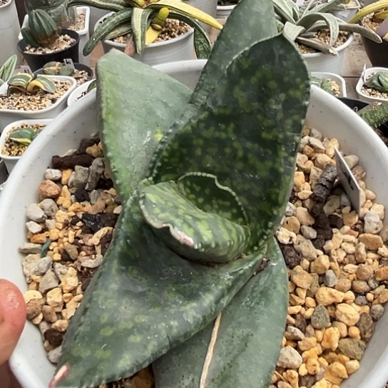 326脱土发货1111111111