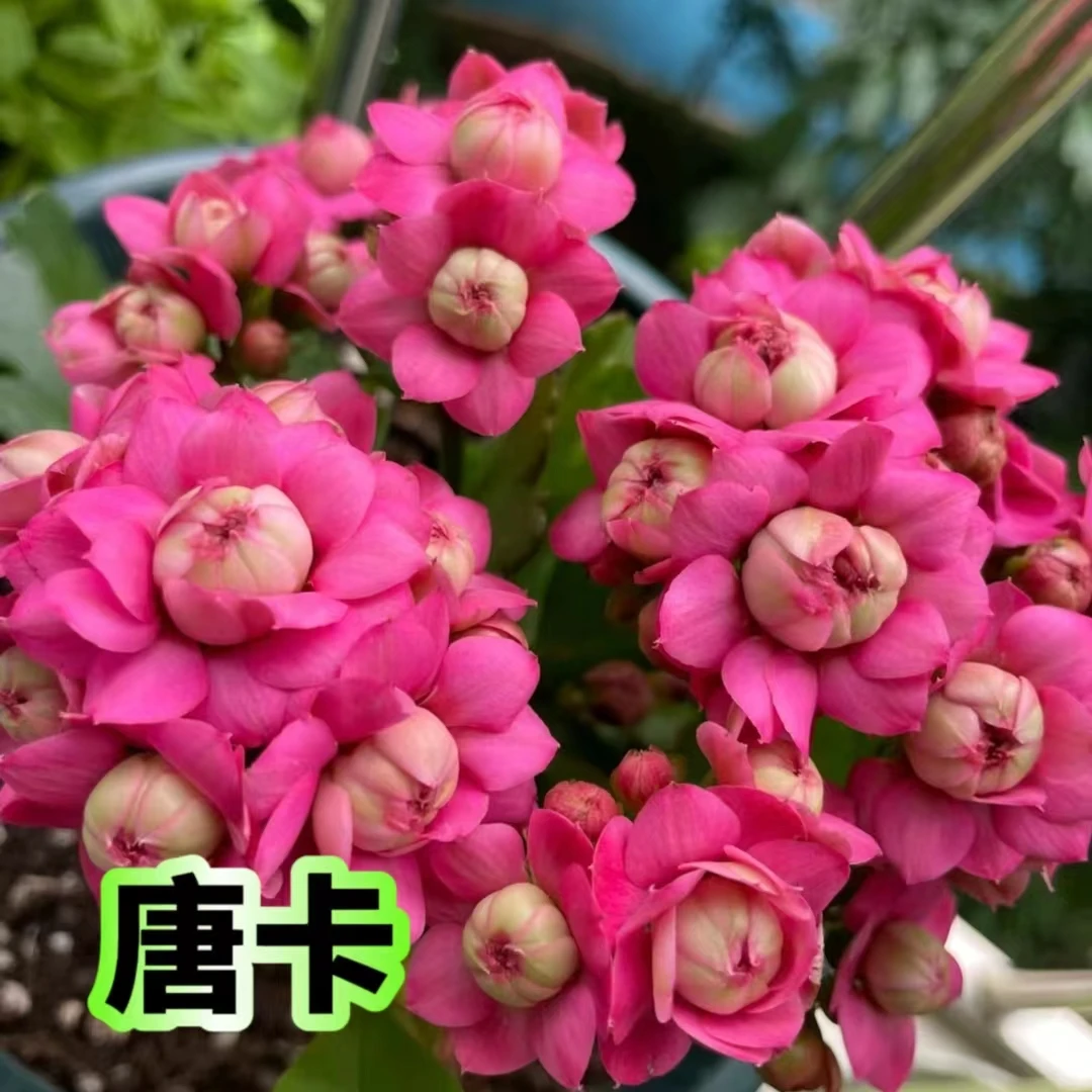 【昊景唐卡】长寿花重瓣盆栽新品种四季开花室内室外盆花卉