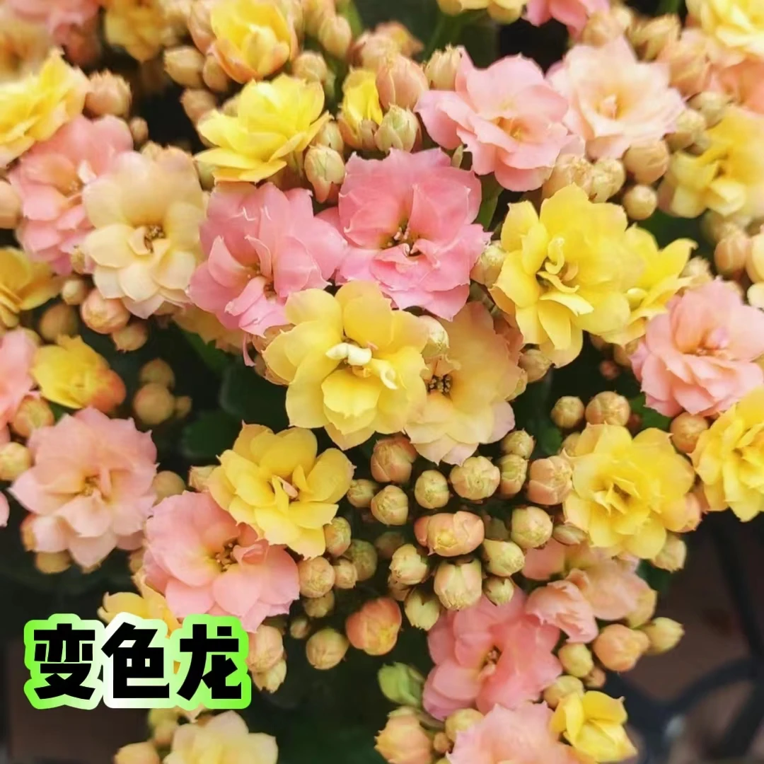 【昊景变色龙】长寿花重瓣盆栽新品种四季开花室内室外盆花卉