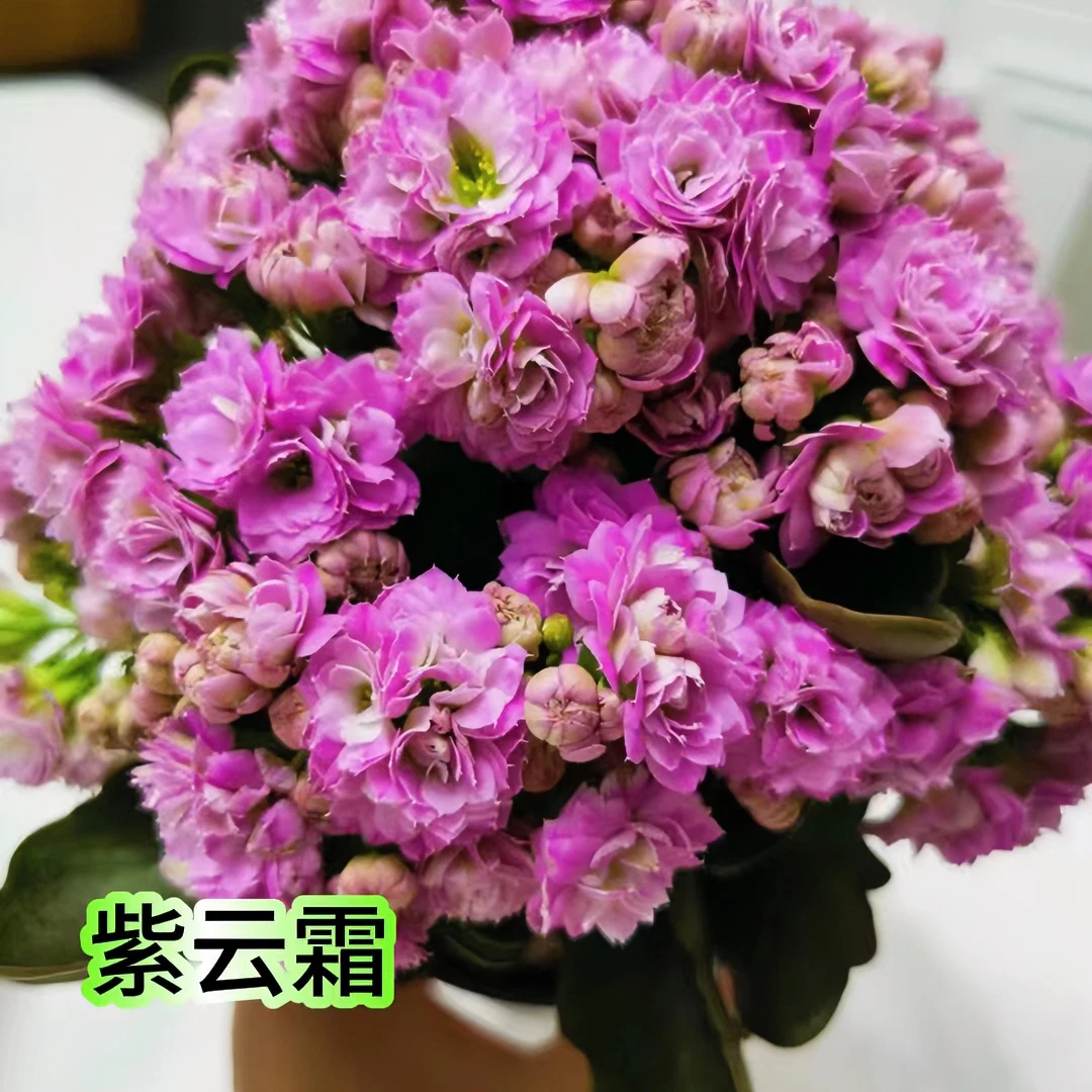 【昊景紫云霜】长寿花重瓣盆栽新品种四季开花室内室外盆花卉春季
