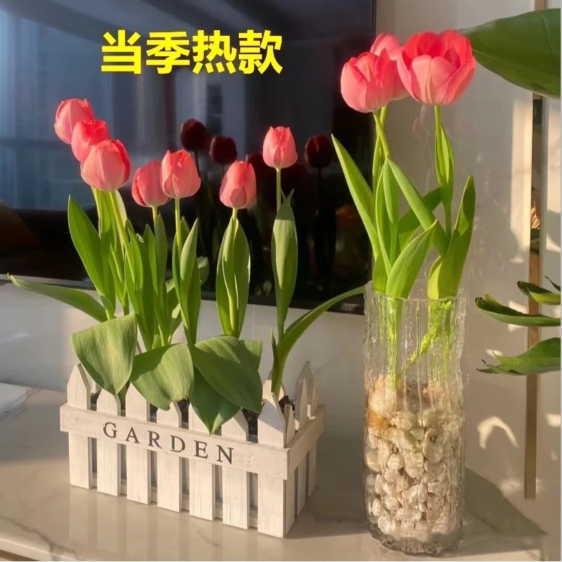 荷兰进口郁金香种球带芽土培水培郁金香耐寒盆栽懒人花卉精选培育