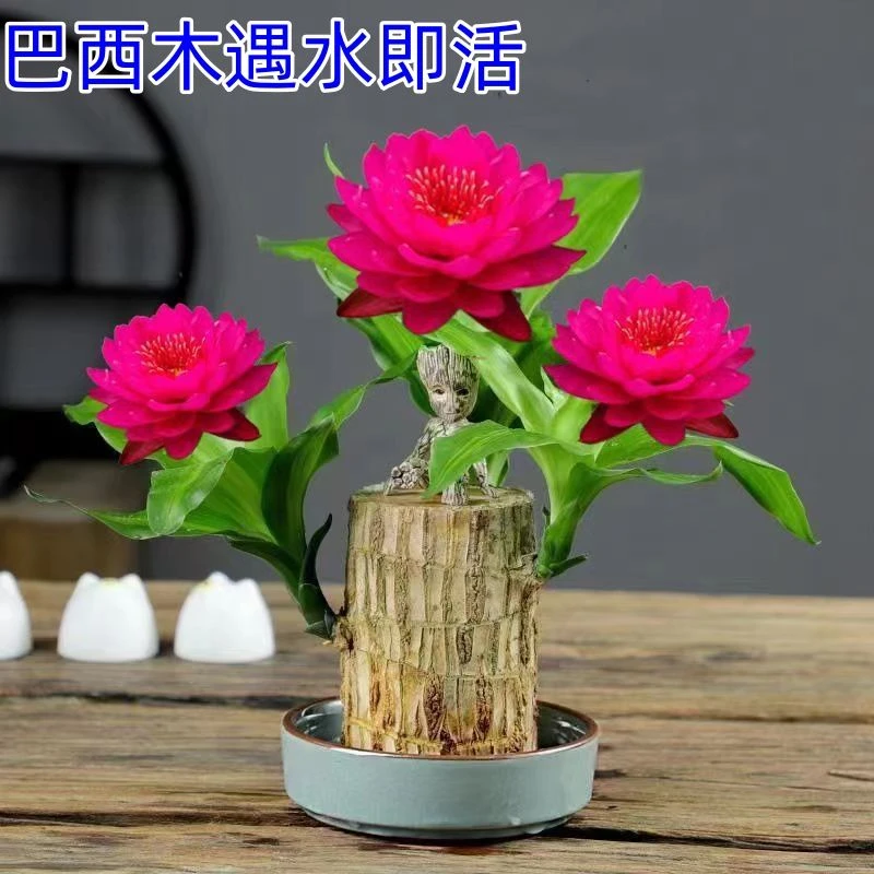 懒人特色花巴西木开花水养夏季懒人盆栽格鲁特幸运木室内绿植四季