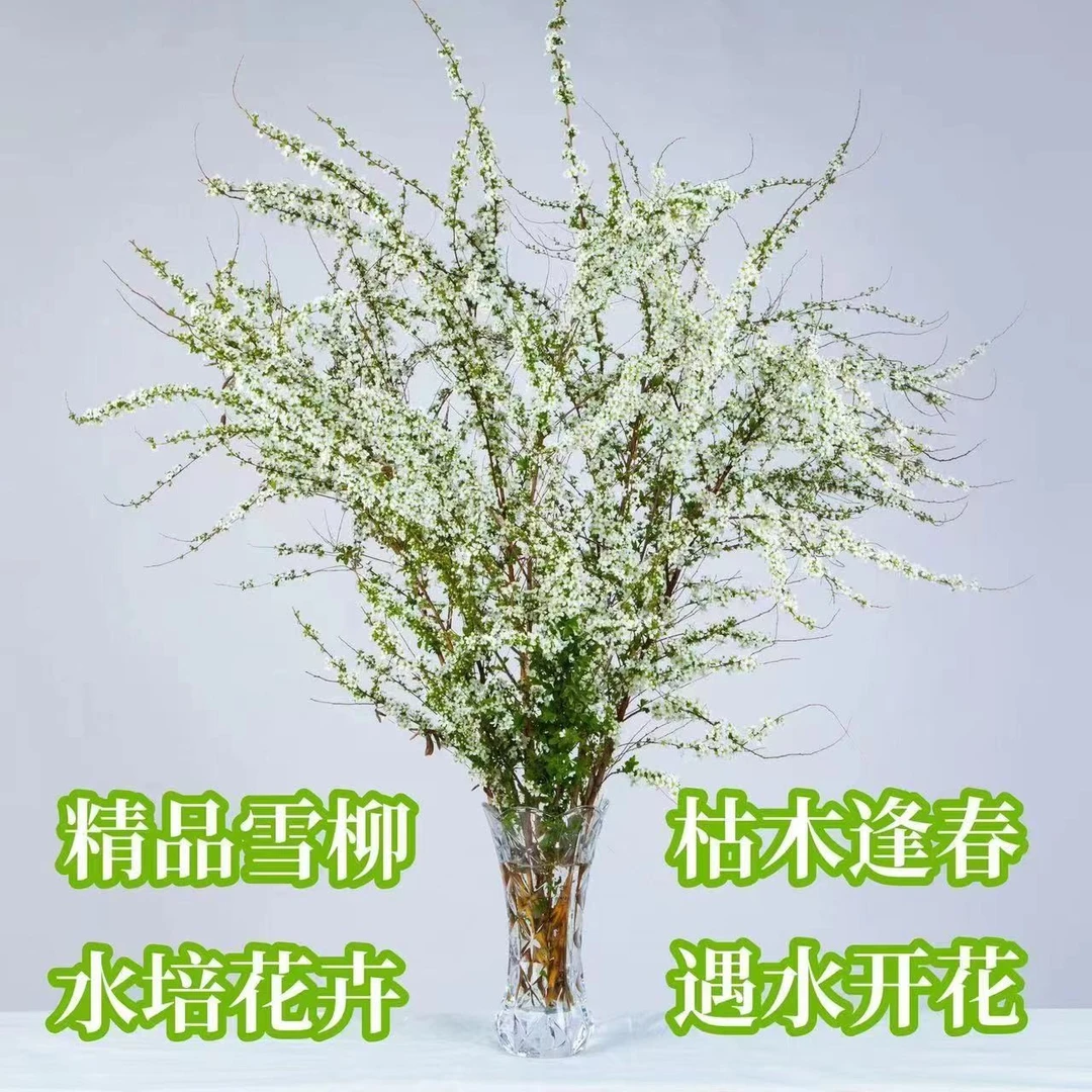 好养活绿植遇水开花雪柳鲜枝干枝支水培植物盆栽水养插花室内花卉