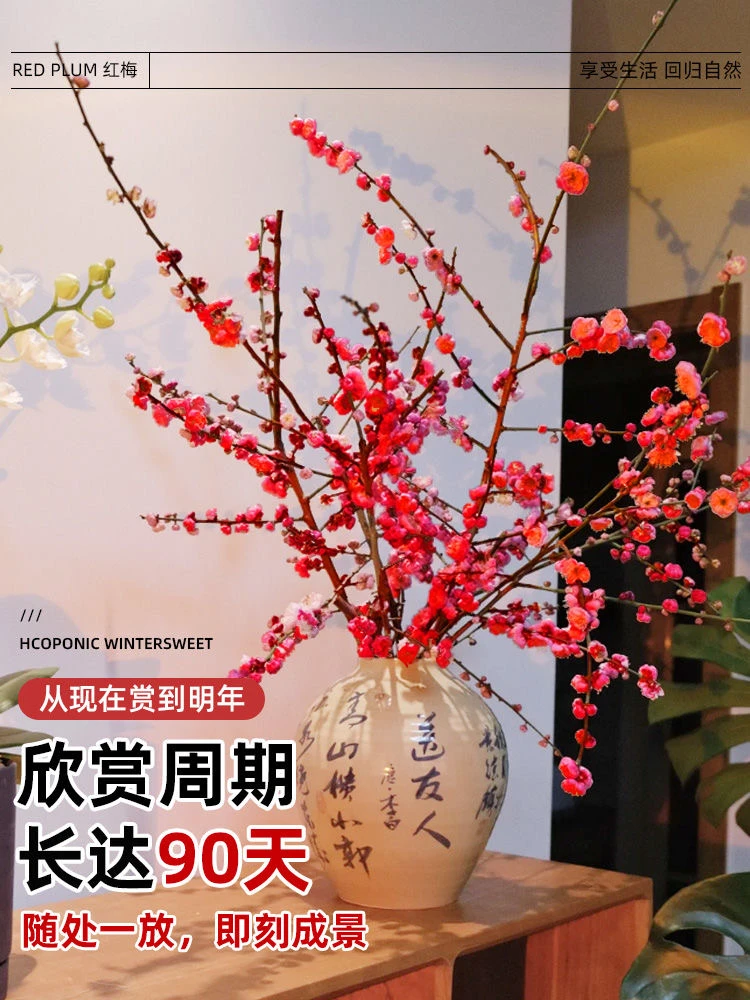 【春节开花】干枝红梅遇水开花带花苞好养装饰红梅花枝耐寒好养新