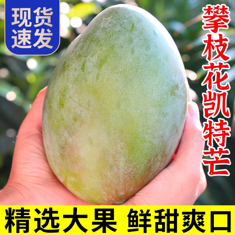 【放软吃】四川攀枝花凯特芒果新鲜应季水果带箱10斤大脸青皮芒果甜