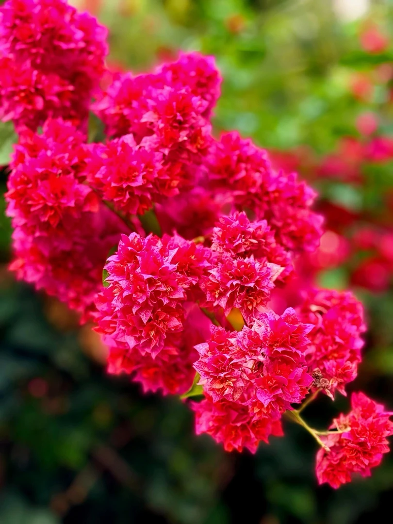 【重瓣红】三角梅四季开花勤花好养室内室外庭院观赏爬藤绿植阳台