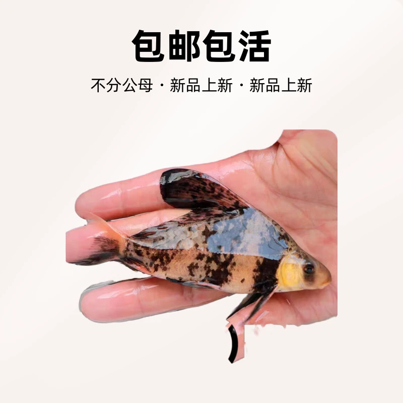 一帆风顺胭脂鱼淡水冷水清道夫观赏鱼好养清洁工鱼活体金鱼观赏鱼