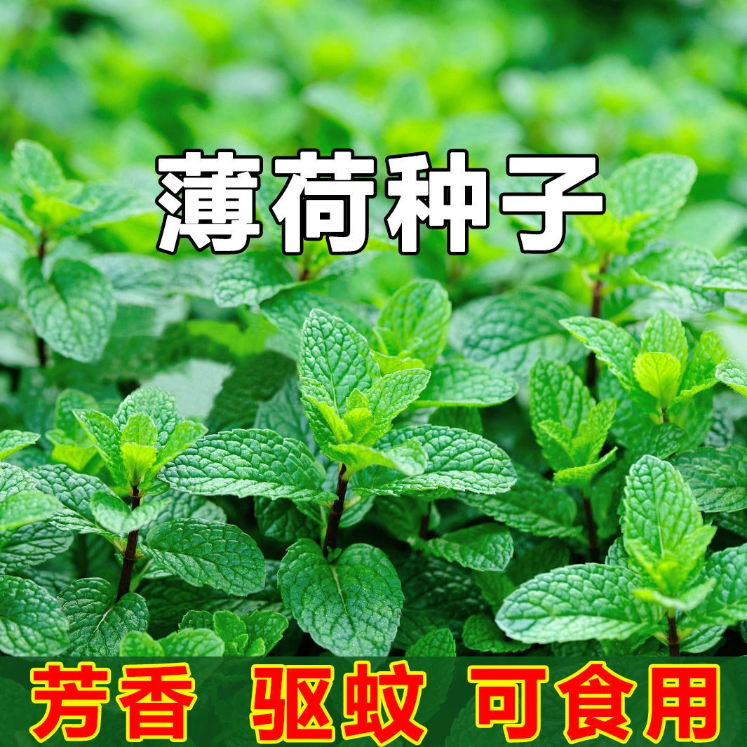 薄荷种子柠檬薄荷种子驱蚊花草植物种子四季阳台盆栽食用薄荷种籽