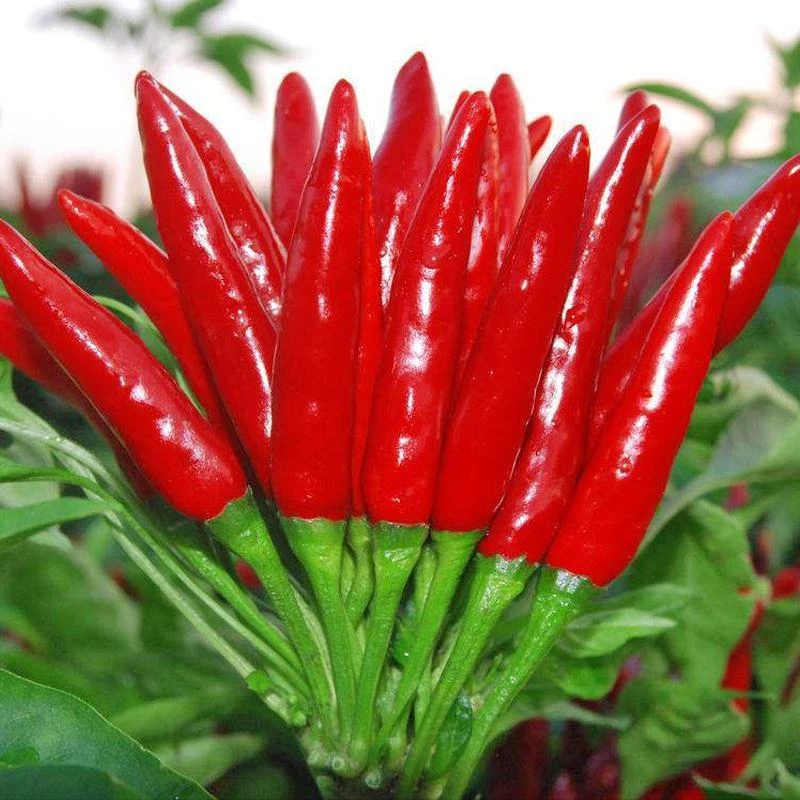 朝天椒种子小米椒早熟辣椒种籽阳台盆栽四季播种农家精选蔬菜种籽