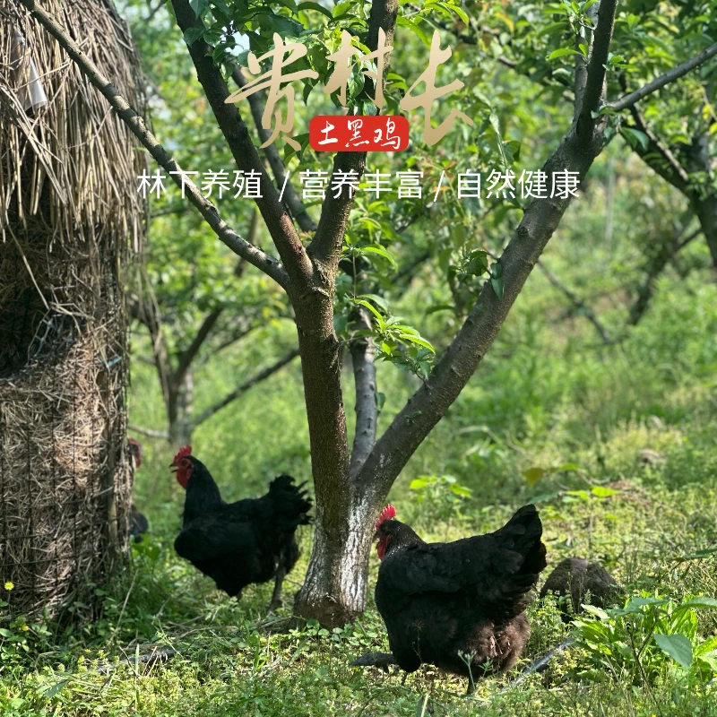 【土黑鸡12只】贵村长正宗品质土鸡老母鸡林下散养420天肉质保鲜