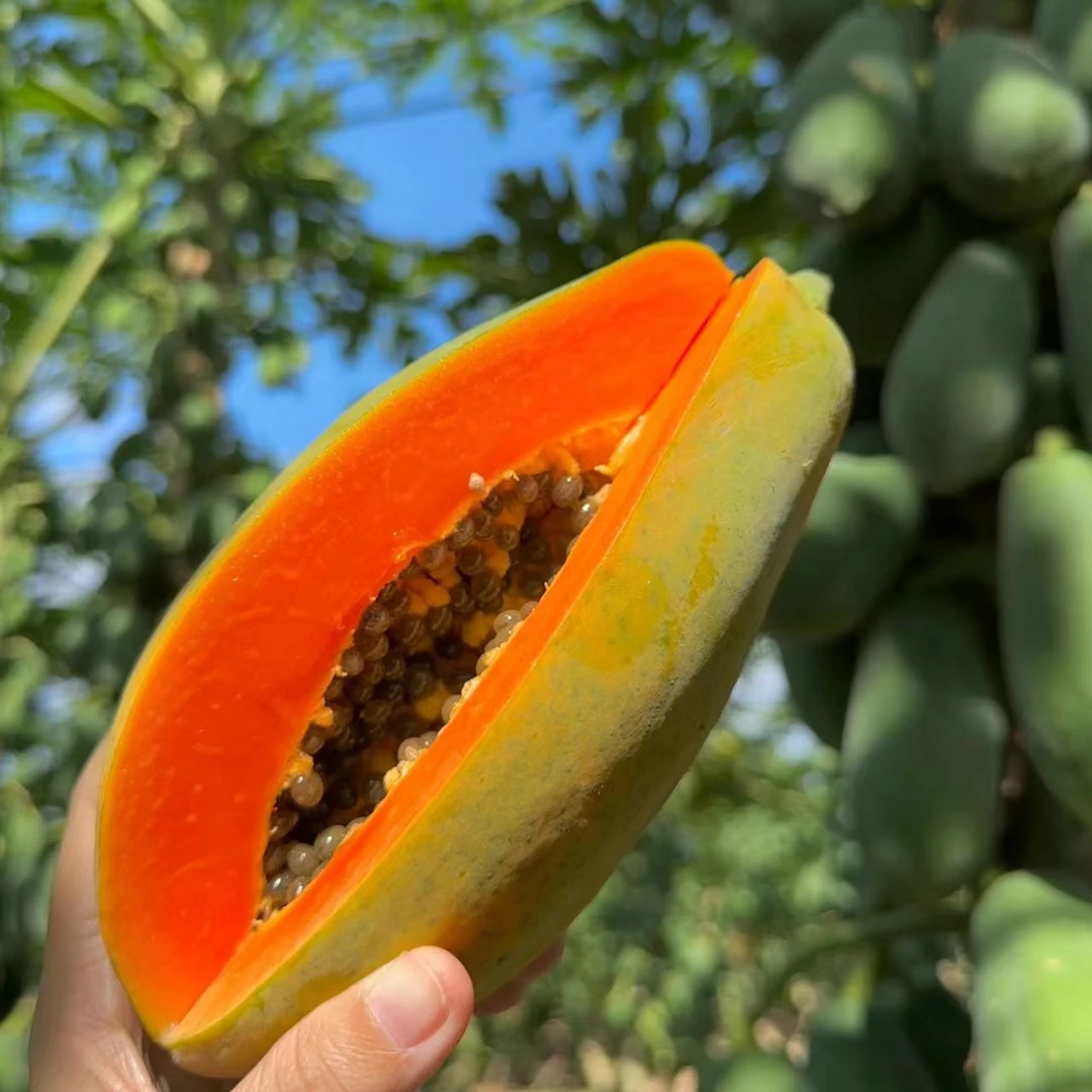 云南老树木瓜当季水果现摘现发牛奶木瓜香味浓孕妇水果树上熟