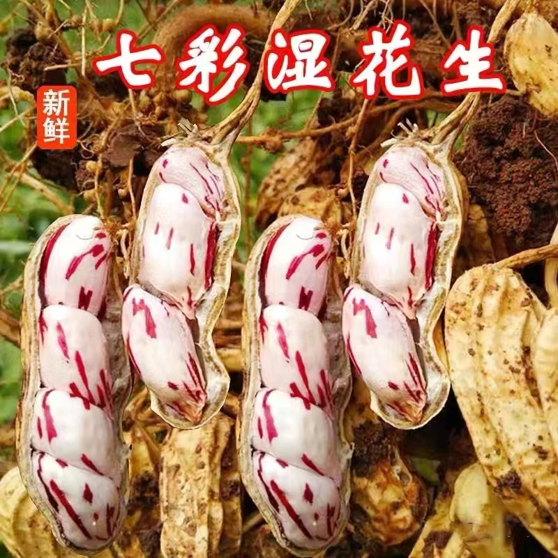 云南七彩花生农家自种新鲜水果花生带壳七彩花生云南特产