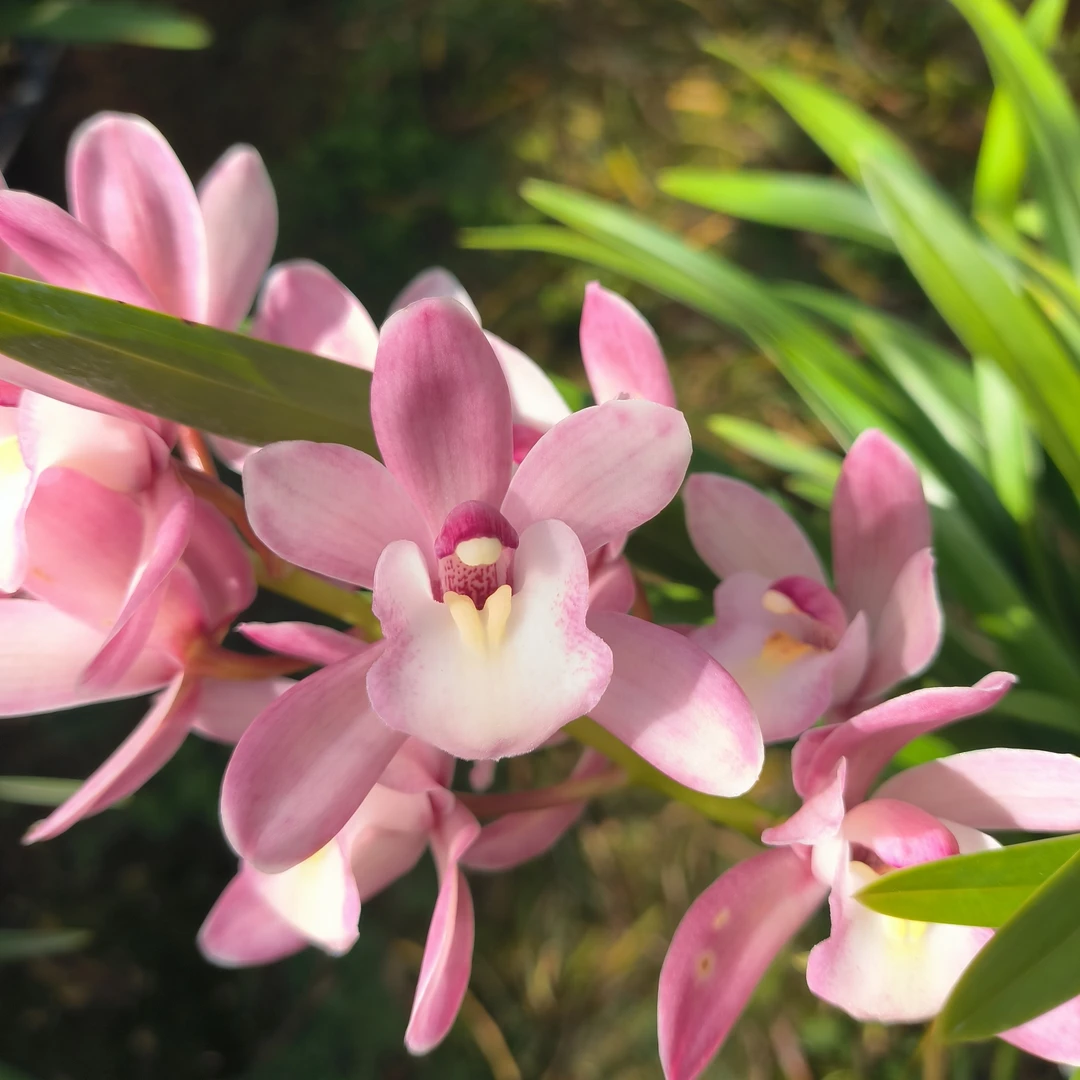 【露序集-樱花】精品粉色大花原盆原土发货年宵花