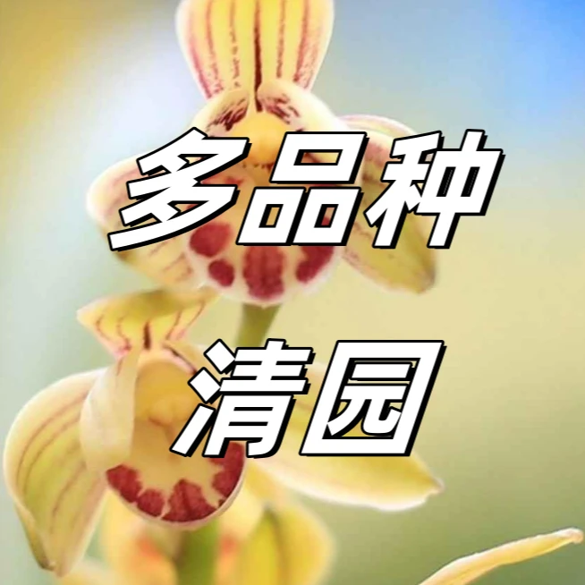 兰花多品种清园