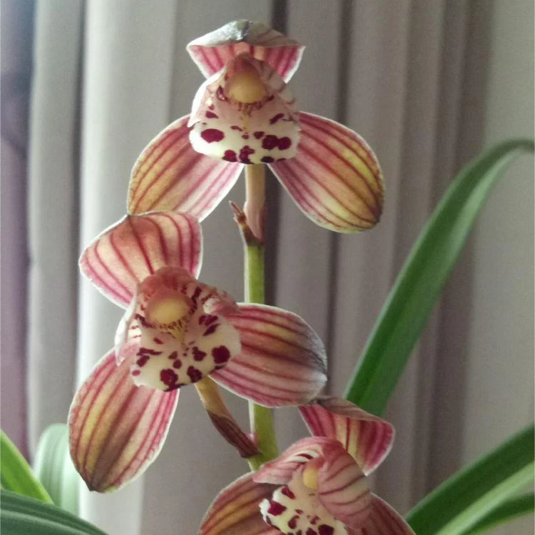 建兰红荷红红火火