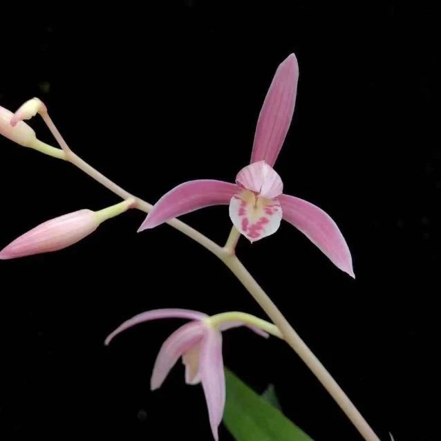 建兰铭品色花倾国佳人