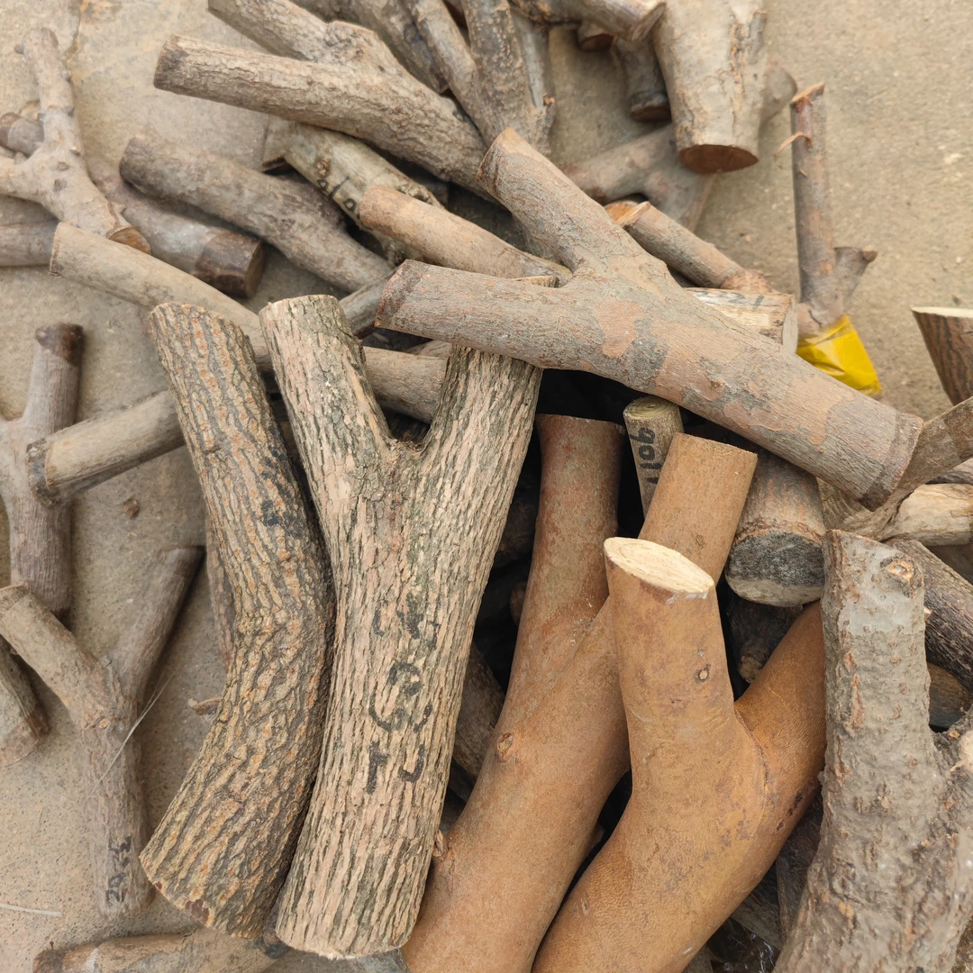 弹弓原叉料栎木叉黄荆木叉