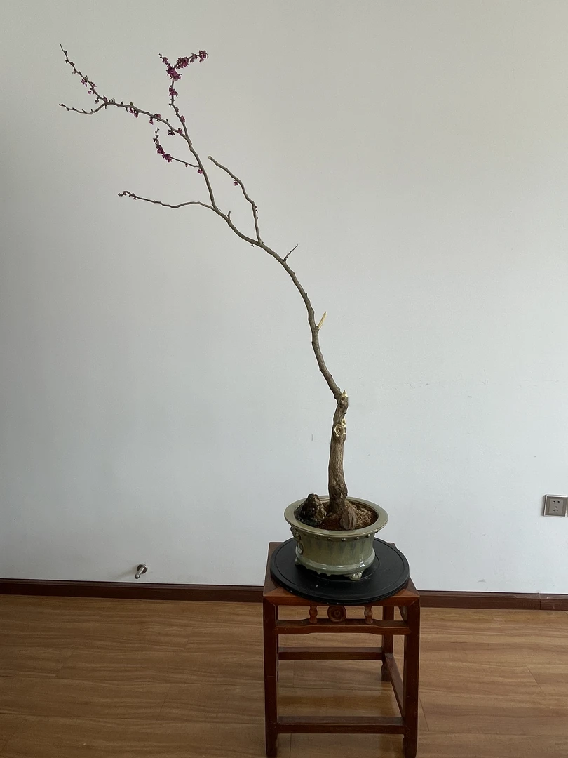 盆景素材拍品链接