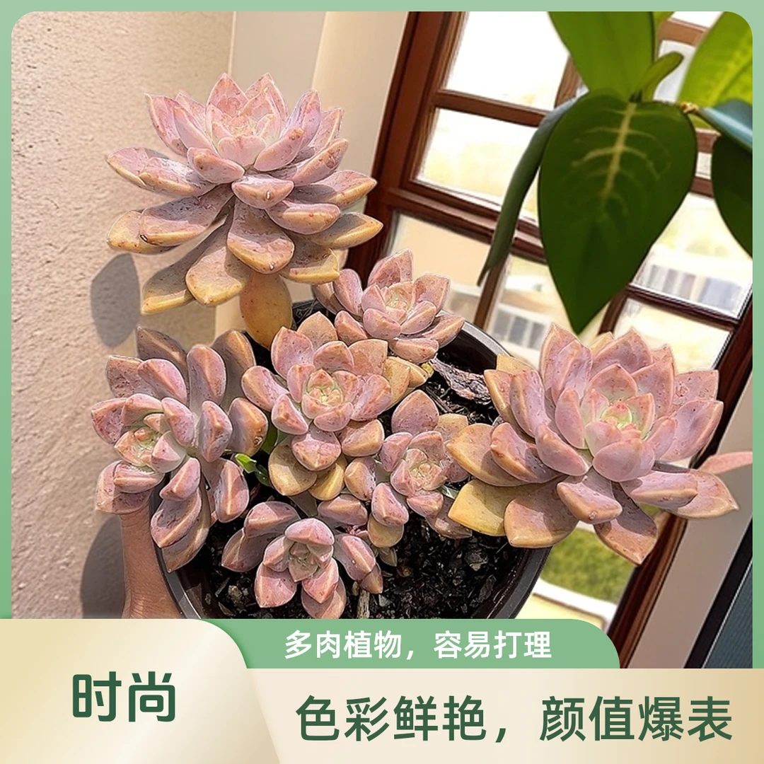 小阿伦陪3盆脱土  包邮 传承多肉空气多肉植物耐旱